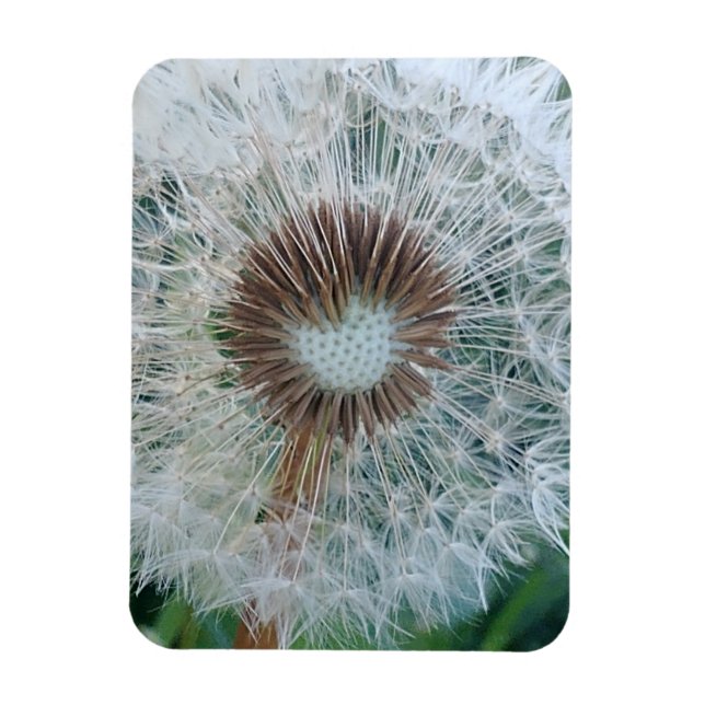 Ímã Adorável Dandelion Branco (Vertical)
