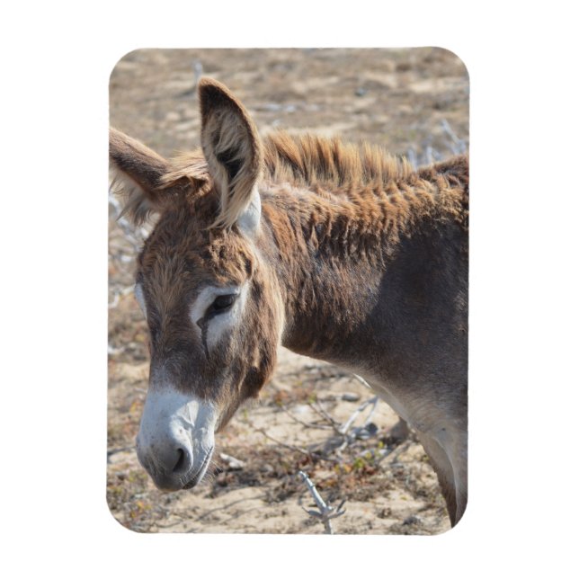 Ímã Adorável Donkey (Vertical)