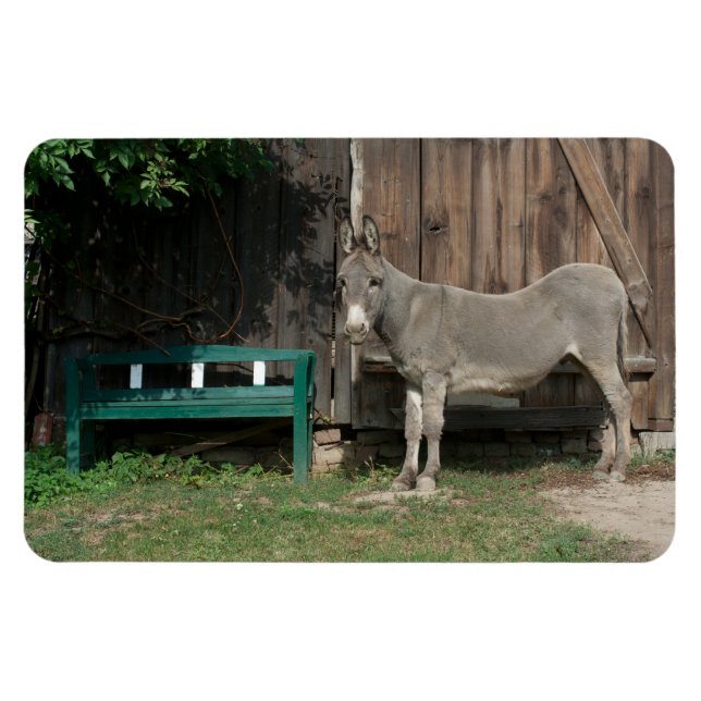 Ímã Adorável Donkey Ao Lado De Wooden Green Bench (Horizontal)