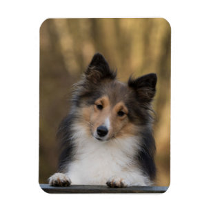 Ímã Adorável Sheltie, Shetland Sheepdog Pup