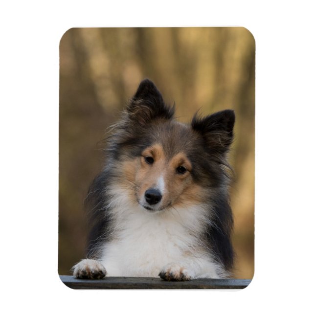 Ímã Adorável Sheltie, Shetland Sheepdog Pup (Vertical)