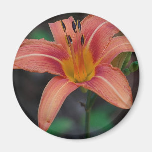 Imã Adorável Tawny Daylily Roupa e presentes