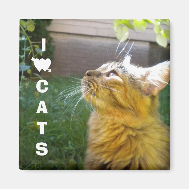 Imã Adoro íman de gatos (Frente)