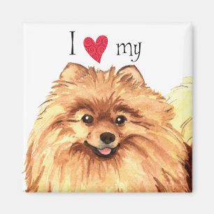 Imã Adoro o meu Pomeraniano