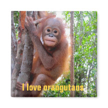 Adoro Orangutans com Baby Uttuh