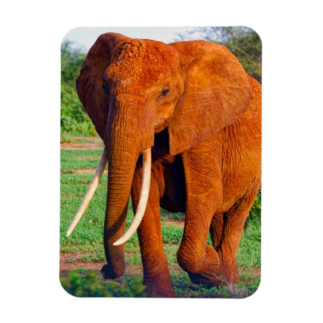Ímã Adult African Elephant Photograph (Vertical)