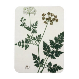 Ímã Aethusa Cynapium de "Phytographie Medicale" por J