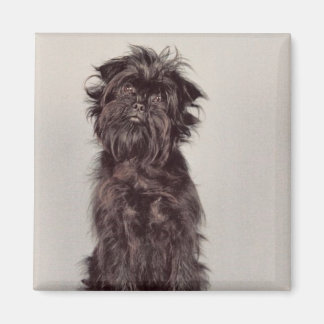Imã Affenpinscher Magnet