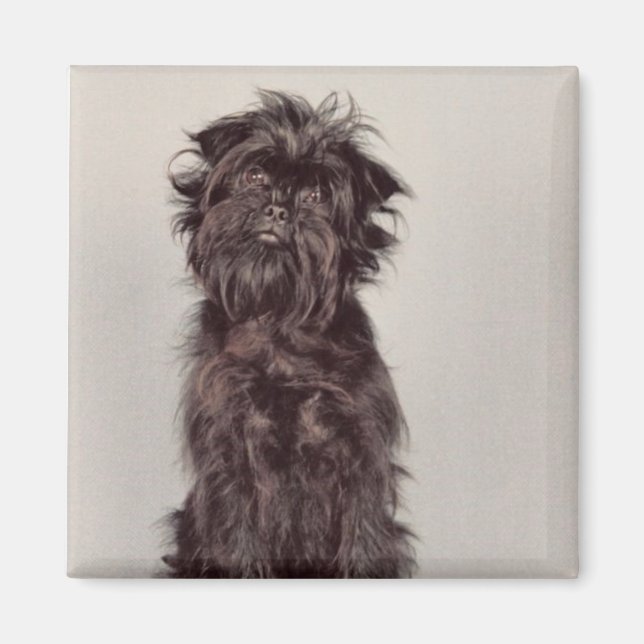 Imã Affenpinscher Magnet (Frente)