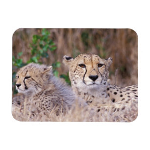 Ímã África, África do Sul, Reserva Tswalu. Guepardos