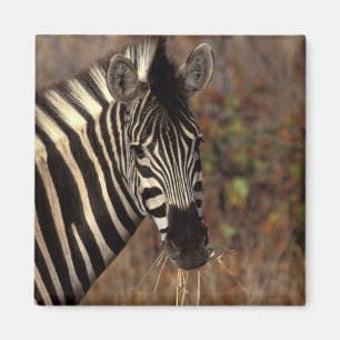 Imã África, África do Sul, retrato da zebra de Kruge