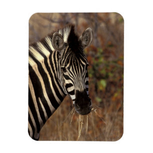 Ímã África, África do Sul, retrato da zebra de Kruge