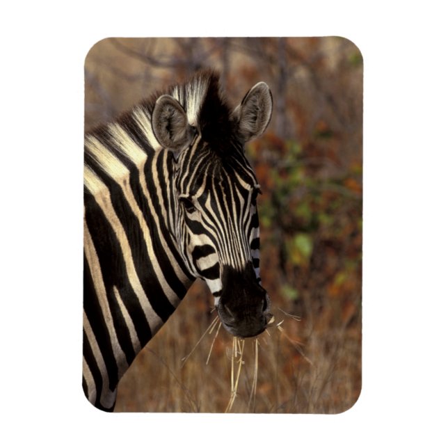 Ímã África, África do Sul, retrato Kruger NP Zebra (Vertical)