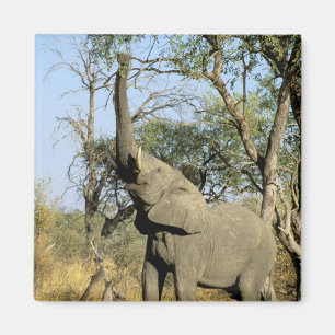 Imã África, Botsuana, Delta do Okavango. Africano 2