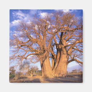 Imã África, Botsuana, Delta do Okavango. Baobá