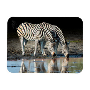 Ímã África, Botsuana, Delta do Okavango, Davison Camp