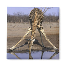 África, Botsuana, Parque Nacional Chobe, Girafa