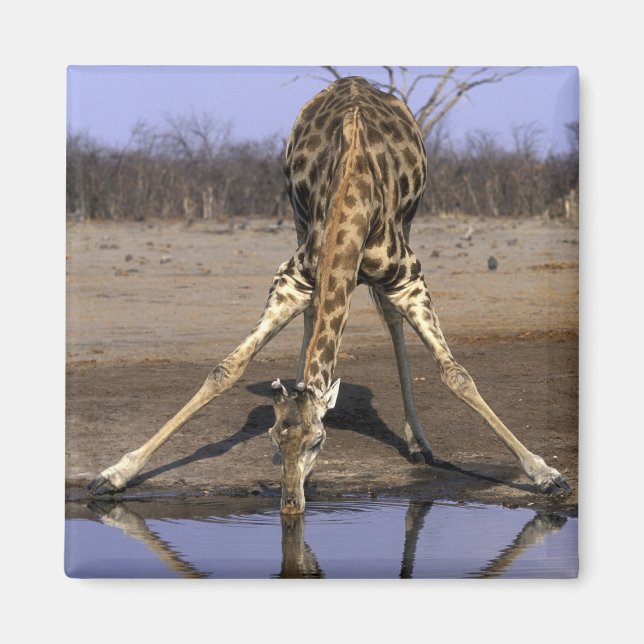 Imã África, Botsuana, Parque Nacional Chobe, Girafa (Frente)