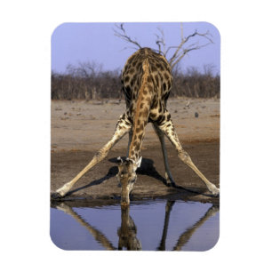 Ímã África, Botsuana, Parque Nacional Chobe, Girafa