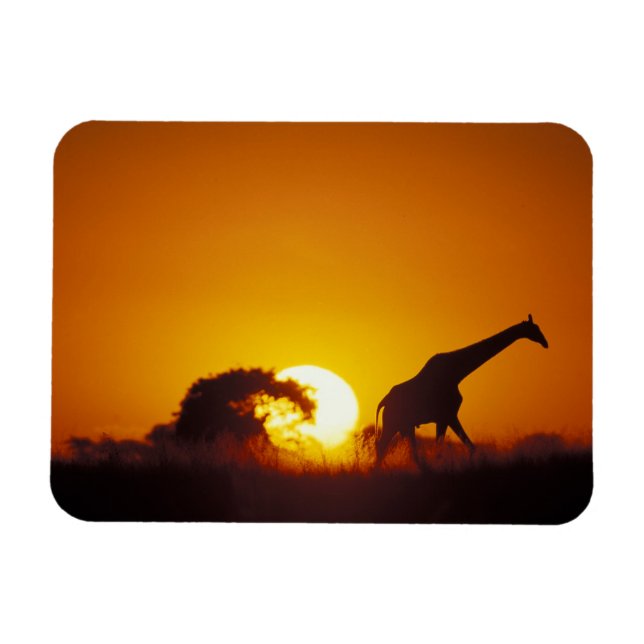 Ímã África, Botsuana, Parque Nacional Chobe, Girafa 2 (Horizontal)