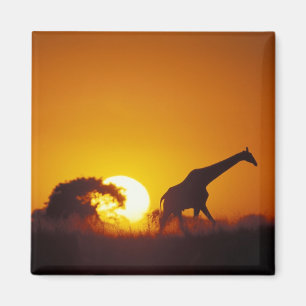 Imã África, Botsuana, Parque Nacional Chobe, Girafa 2