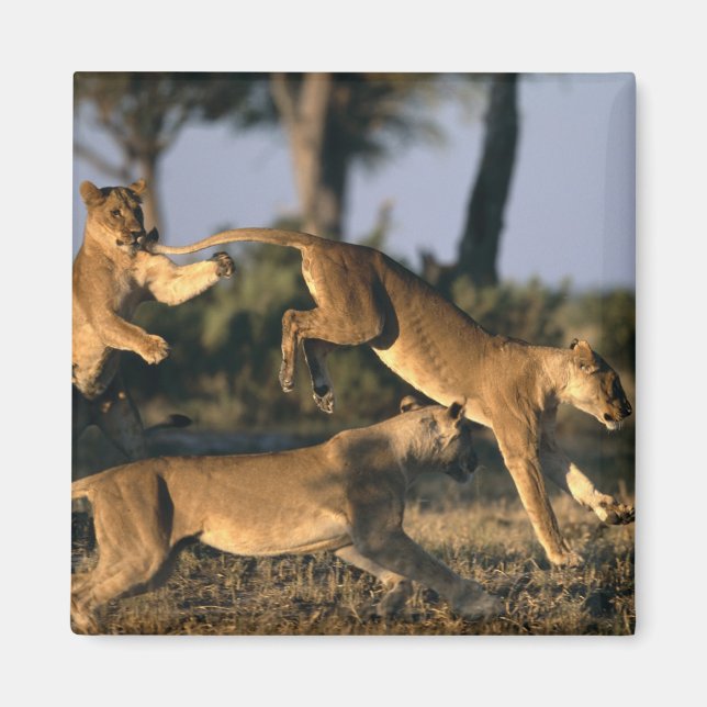Imã África, Botsuana, Parque Nacional Chobe, Leões (Frente)