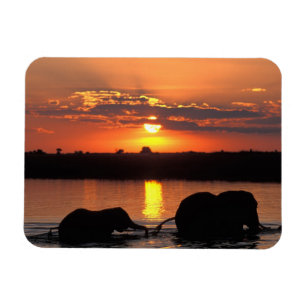 Ímã África, Botsuana, Parque Nacional Chobe, Manada