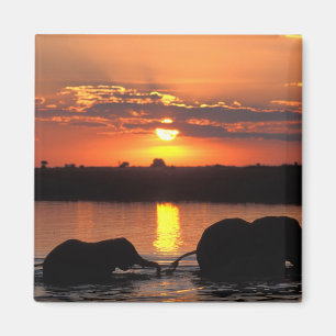 Imã África, Botsuana, Parque Nacional Chobe, Manada