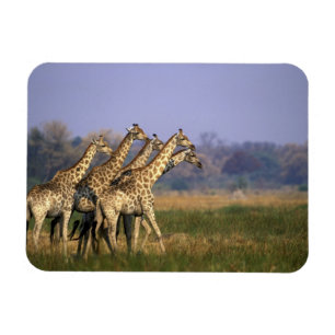 Ímã África, Botsuana, Reserva de Caça Moremi