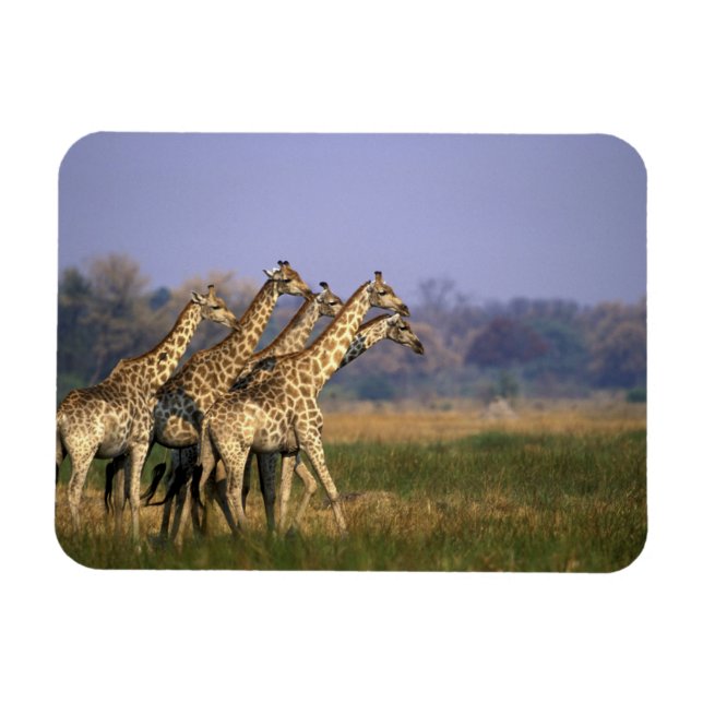 Ímã África, Botsuana, Reserva de Caça Moremi (Horizontal)