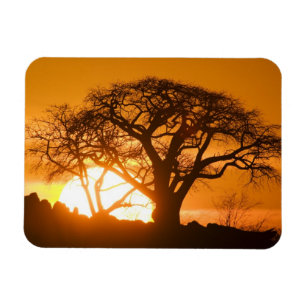 Ímã África, Botsuana, Sol poente silhueta Baobab