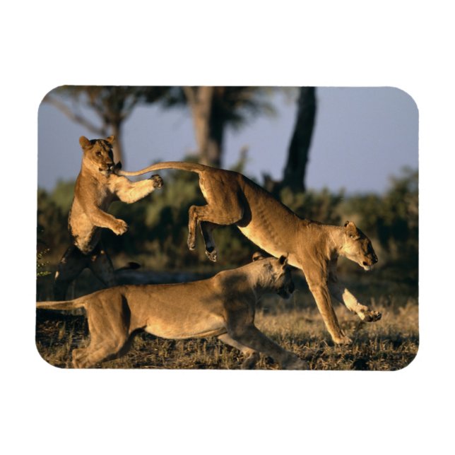 Ímã África, Botswana, Chobe National Park, Lionesses (Horizontal)