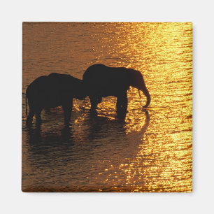 Imã África, Botswana, delta de Okavango. Africano