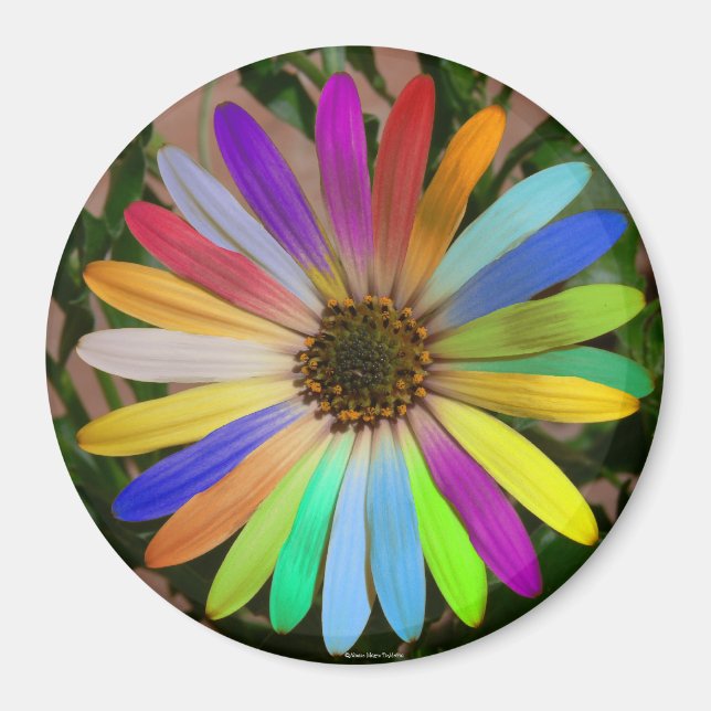 Imã África Daisy Colorful-Magnet (Frente)