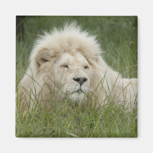 Imã África do Sul, Londres do leste, Inkwenkwezi