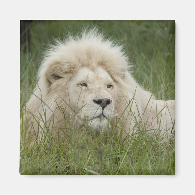 Imã África do Sul, Londres Oriental, Privada Inkwenkwe (Frente)