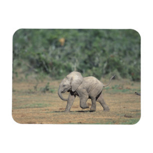Ímã África do Sul, Parque Nacional Addo Elephant. Bebê