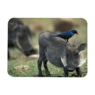 Ímã África do Sul, Pilanesburg GR, Warthog