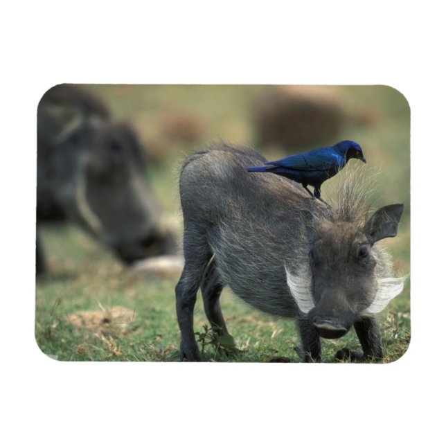 Ímã África do Sul, Pilanesburg GR, Warthog (Horizontal)