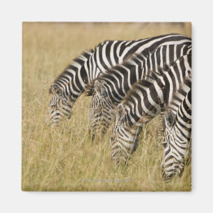 Imã África, Kenya, Maasai Mara