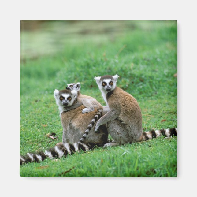 Imã África, Madagáscar, Antananarivo, Tsimbaza (Frente)