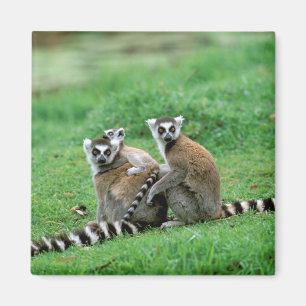 Imã África, Madagascar, Antananarivo, Tsimbazaza