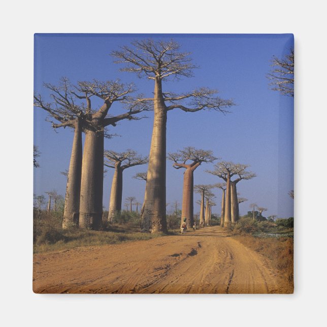 Imã África, Madagáscar, Morondava, Avenida Baobab. (Frente)