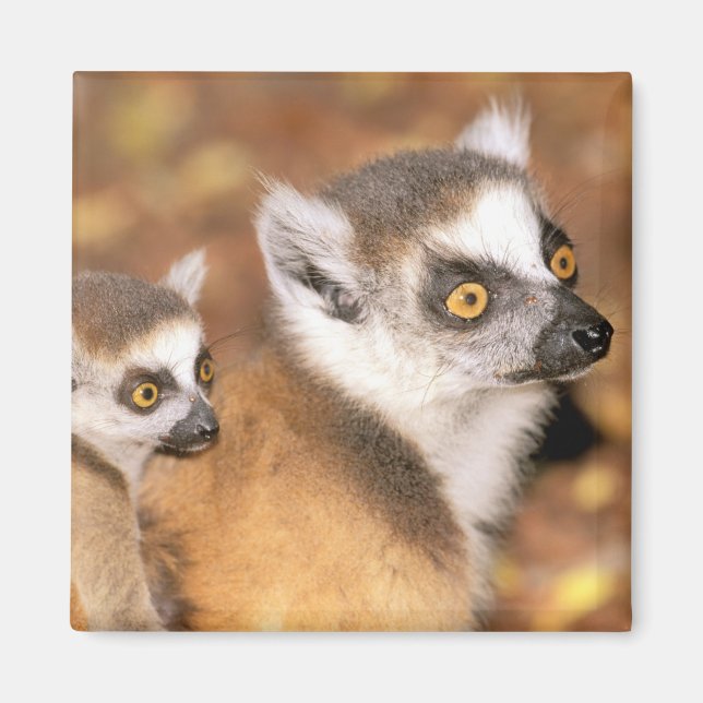 Imã África, Madagascar, Reserva Privada Berenty. (Frente)