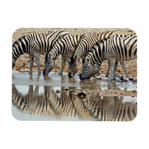 Ímã África, Namíbia, Etosha NP. Zebra-de-burchell