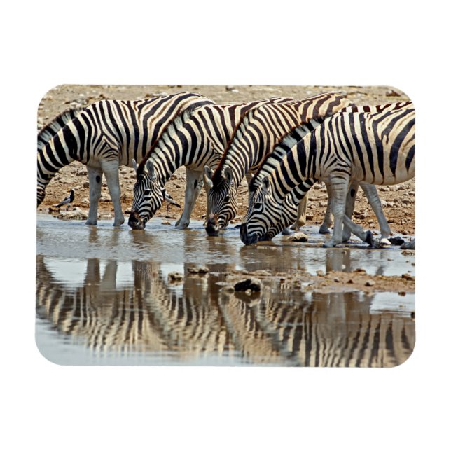 Ímã África, Namíbia, Etosha NP. Zebra-de-burchell (Horizontal)
