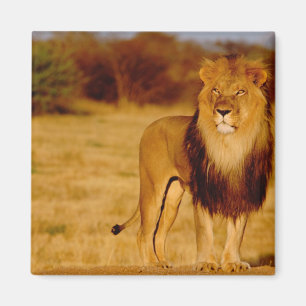 Imã África, Namíbia, Okonjima. Leão macho solitário