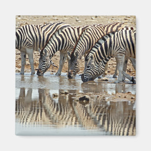 Imã África, Namíbia, Parque Nacional Etosha. Zebra-de-