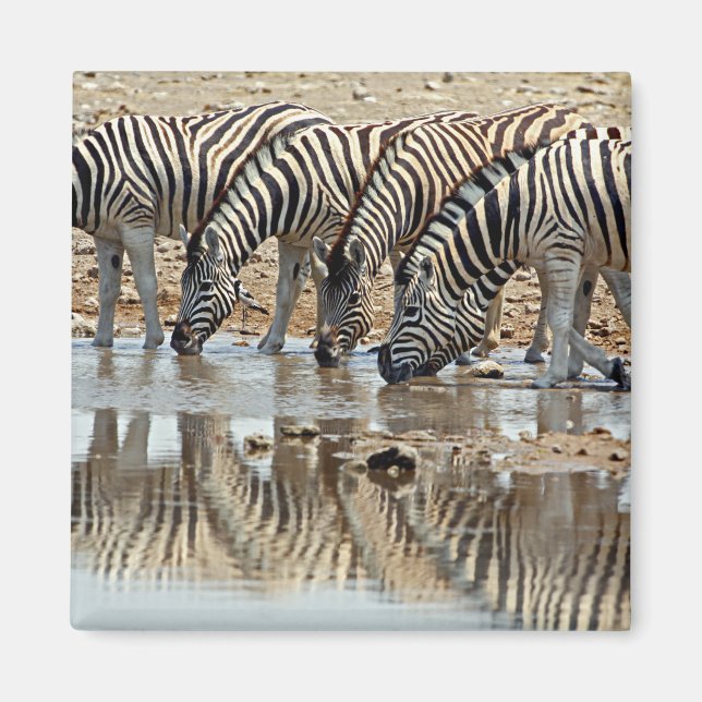 Imã África, Namíbia, Parque Nacional Etosha. Zebra-de- (Frente)