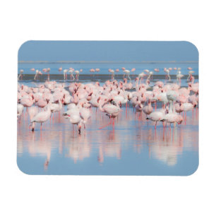 Ímã África, Namíbia, Walvis Bay